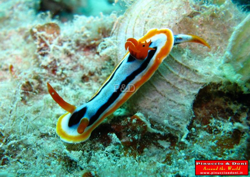 Papua Immersioni (Kavieng-New Hannover) - 25.jpg